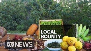 Timor Leste uses native foods to tackle malnutrition  ABC News [upl. by Sileray]