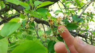 Identifying an Apple Tree [upl. by Keram]