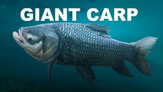 HUGE CARP  SIAMESE GIANT CARP [upl. by Dempsey]