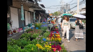 4K Walking tour Bangkok flower and plant paradise around Chatuchak Plant Market [upl. by Eural]