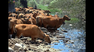 Water Pollution Documentary [upl. by Aisirtap477]