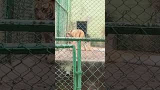 Ormanjhi zoo [upl. by Rees191]