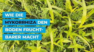 Wie die Mykorrhiza den Boden fruchtbarer macht [upl. by Enisamoht]