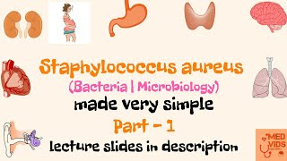 Staphylococcus aureus  Microbiology  Med Vids made simple [upl. by Aleydis]