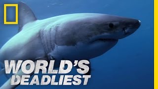 Shark Superpowers  Worlds Deadliest [upl. by Gloriane]