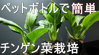 ペットボトルで簡単・お手軽に育てるチンゲン菜栽培 [upl. by Annahc]