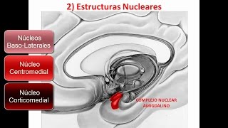 SISTEMA LÍMBICO PARTE 2 [upl. by Hum]