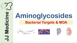 Aminoglycosides  Bacterial Targets Mechanism of Action Side Effects [upl. by Rew520]