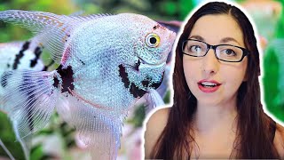 ANGELFISH CARE GUIDE 🐟 Freshwater Angelfish Basics [upl. by Laurice]