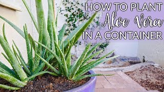 Steps to Planting Aloe Vera In Containers Plus The Mix to Use  Joy Us Garden [upl. by Lodi]