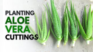 How To Plant Aloe Vera From A Cutting [upl. by Notfol34]