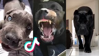 Cane Corsos are Badass and Cute  Tiktok Compilation [upl. by Eskil]