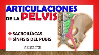 🥇 Articulaciones de la PELVIS  SACROILÍACAS  SÍNFISIS DEL PUBIS [upl. by Embry]