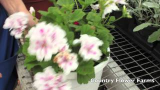 How to Deadhead Geraniums [upl. by Eiten]