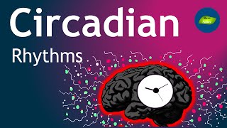 Unlocking the Secrets of Our Circadian Rhythms [upl. by Meeks]