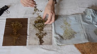 Ecoprinting on paper tutorial [upl. by Eppesuig913]