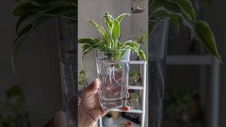 How to get free spider plants freeplants homegardener [upl. by Lyrej]