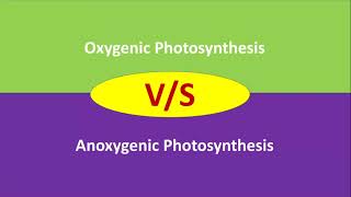 Oxygenic vs Anoxygenic Photosynthesis  difference between oxygenic and anoxygenic photosynthesis [upl. by Enwad714]