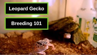 Leopard Gecko Breeding 101  Weve Got Eggs [upl. by Adnirual]