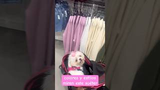 Vamos de compras… pets mascotas ropaparamascotas shopping accesoriosparamascotas [upl. by Eitten]