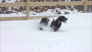 Boykin Spaniel  Fun in the Snow [upl. by Noloc92]