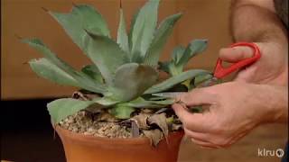 How to Prune Agaves Jeff Pavlat Central Texas Gardener [upl. by Christis]