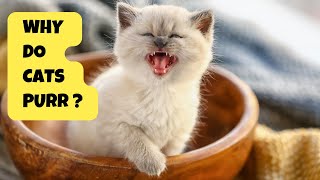 Why Do Cats Purr   The Fascinating Feline Mystery  Cats Knowhow [upl. by Lali139]