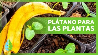 CÁSCARAS de PLÁTANO como ABONO para las PLANTAS 🍌🌿 Fertilizante Casero ✅ [upl. by Cirad]