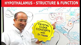 Hypothalamus  Structure and Function  Neuroanatomy [upl. by Quin]