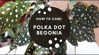 HOW TO CARE BEGONIA MACULATA WIGHTII [upl. by Gilles]