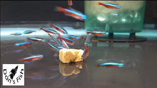 Cardinal Tetra Feeding Frenzy [upl. by Lodge]