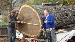 Pacific Coast LumberGiant Walnut Tree removal Pacific Coast Lumber With Bill Swanson [upl. by Brian100]