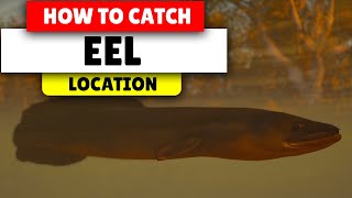 Assassins Creed Valhalla How to find EEL  Best Locations [upl. by Oirottiv552]