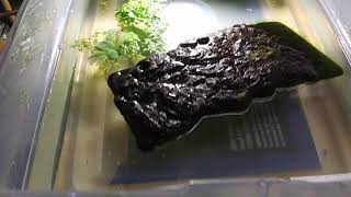 Chelodina parkeri Parkers snake necked turtle tank setup [upl. by Acima]