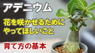 アデニウムの育て方 水やり、土、花の咲かせ方、メジャーな病害虫 [upl. by Lochner]