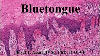 Bluetongue Disease BTV [upl. by Sile]