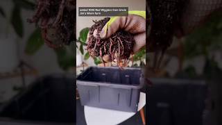 Making a worm farm in 2 minutes raise worms  vermiculture  vermicomposting [upl. by Ardnuahc]