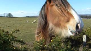 Friendly Clydesdale Horse [upl. by Doowyah]