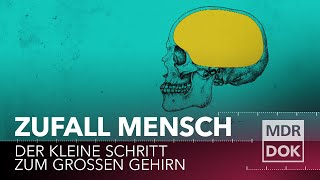 Zufall Mensch Der kleine Schritt zum großen Gehirn  MDR DOK [upl. by Maitilde]