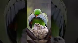 Mother loves the baby of the pheasant mother parrot love viralvideo viralshort youtubegrowth [upl. by Josiah]