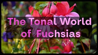 Fuchsias Made Easy a Fuchsia Plant Guide [upl. by Aynam]