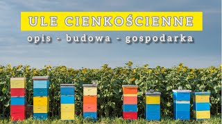 Ule cienkościenne  jednościenne opis budowa gospodarka pasieka pszczoły ule jednościenne [upl. by Aisatsana]