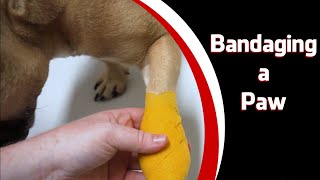 Bandaging a Paw [upl. by Hussein]