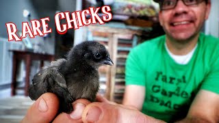 These FREAKY Ayam Cemani Chickens HATCHED Hatching Rare Eggs [upl. by Octavus]