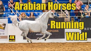 Scottsdale Arabian Horse Show Liberty Run Finals [upl. by Anibur]