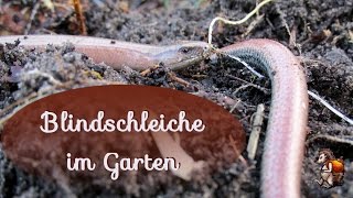 Blindschleiche im Garten │♥ Nützlinge im Garten [upl. by Beaner]