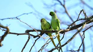 Ring necked parakeets mating [upl. by Avahc]