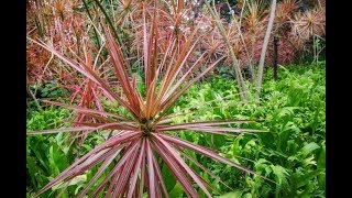 Dracaena Marginata Caring Instructions  Dragon Tree [upl. by Manthei]