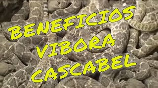 Beneficios de ViboradeCascabel SweetwaterTexas LenteViajeroUSA [upl. by Pump]