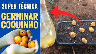 SUPER DICA PARA GERMINAR COQUINHO JERIVÁCOQUINHODECACHORRO [upl. by Nellie842]